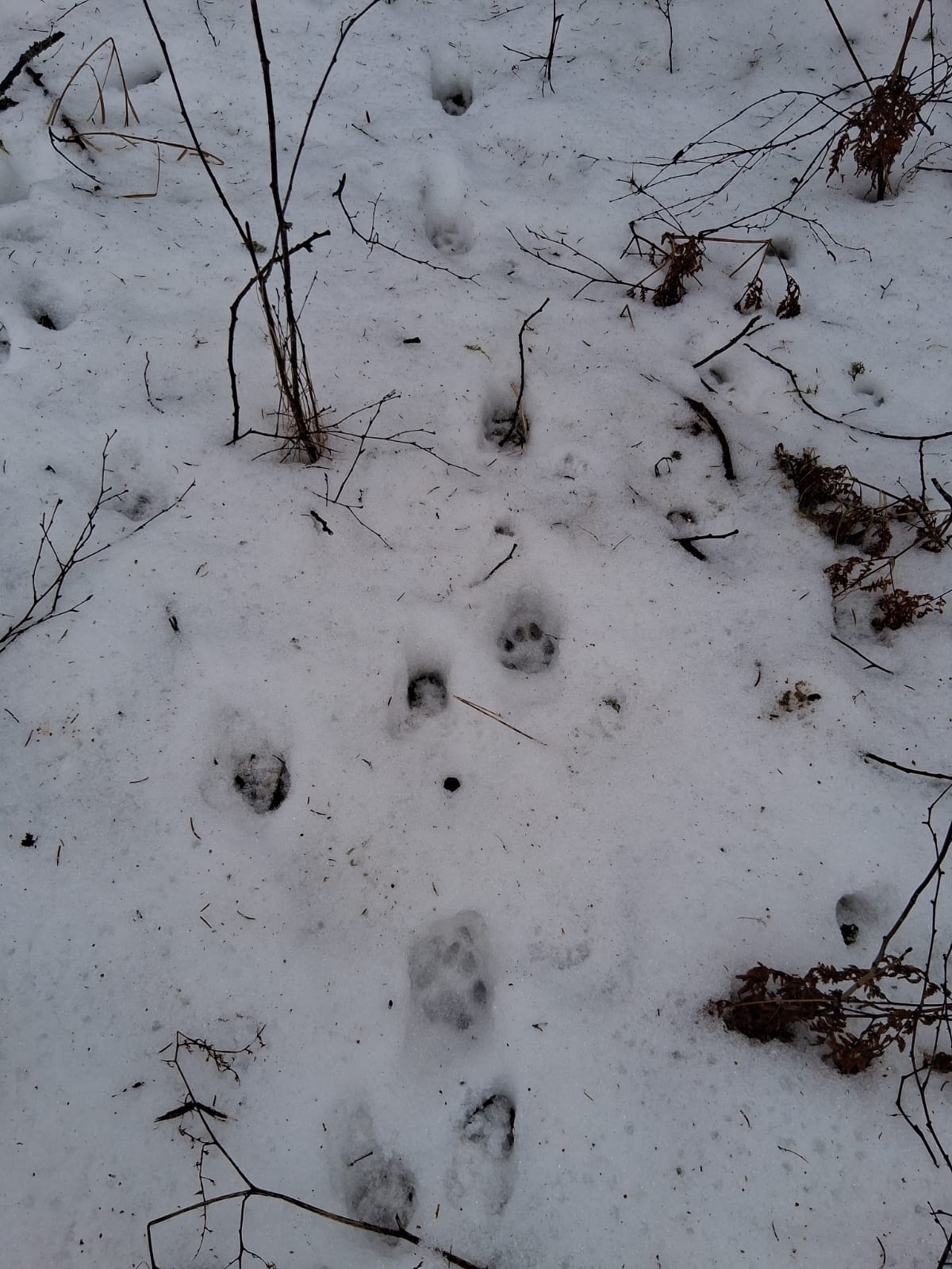 Päevad 10–14: paks pea, valus põlv… ja ilves mu kõrval !